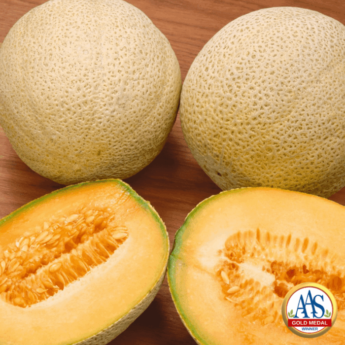 Cantaloupe Honey Rock 1933 Gold Metal Winner