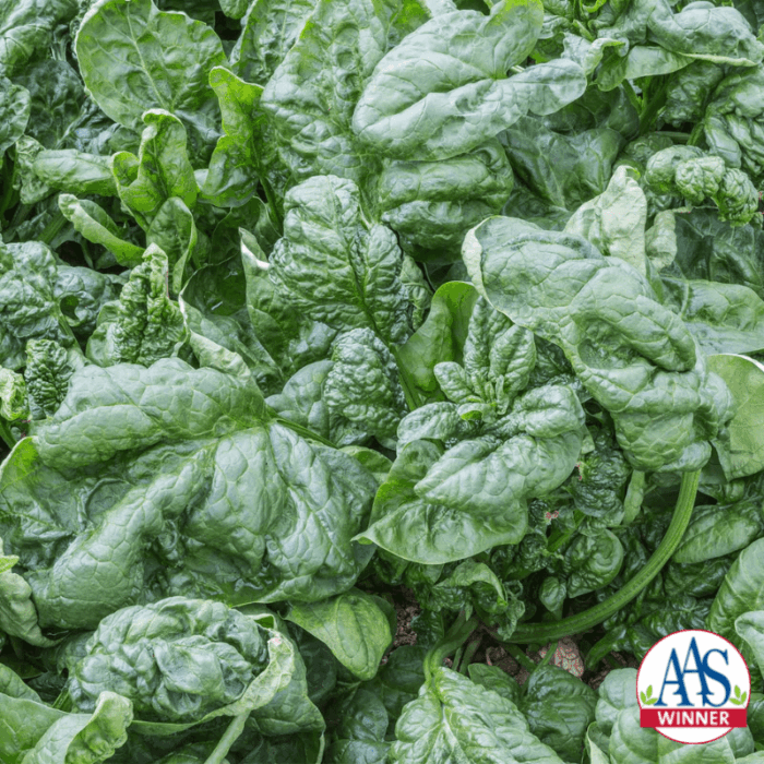 Spinach Giant Noble - All-America Selections