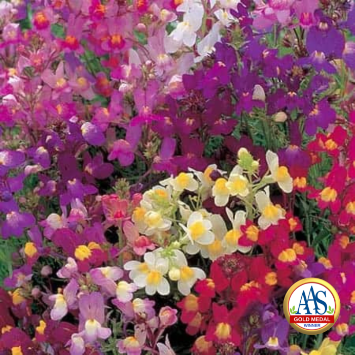 Linaria Fairy Bouquet - 1934 AAS Winner