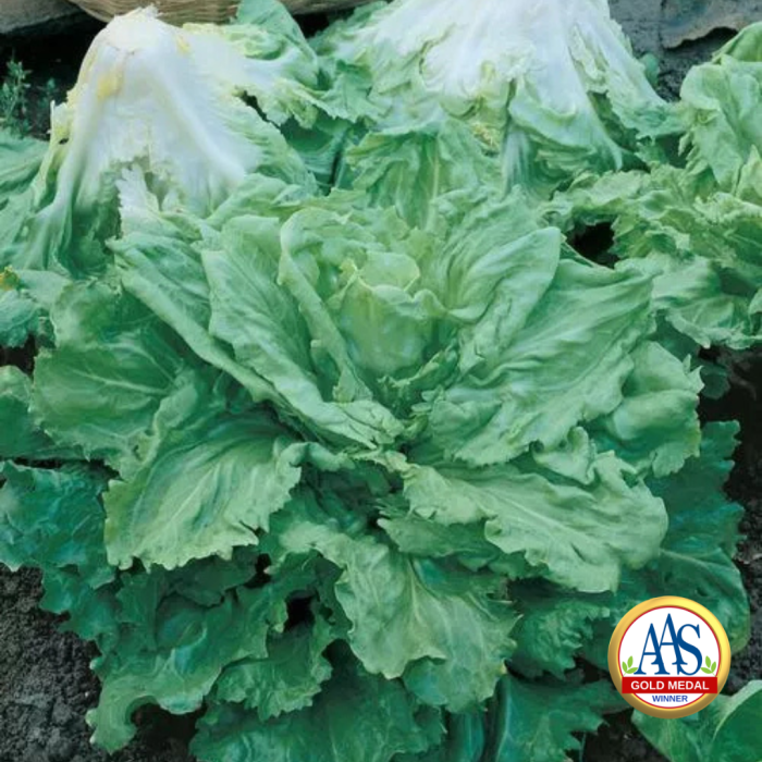 Endive Batavian Full Heart AAS Winner
