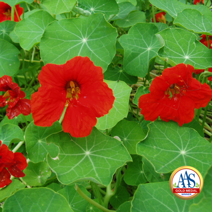 Nasturtium Scarlet Gleam