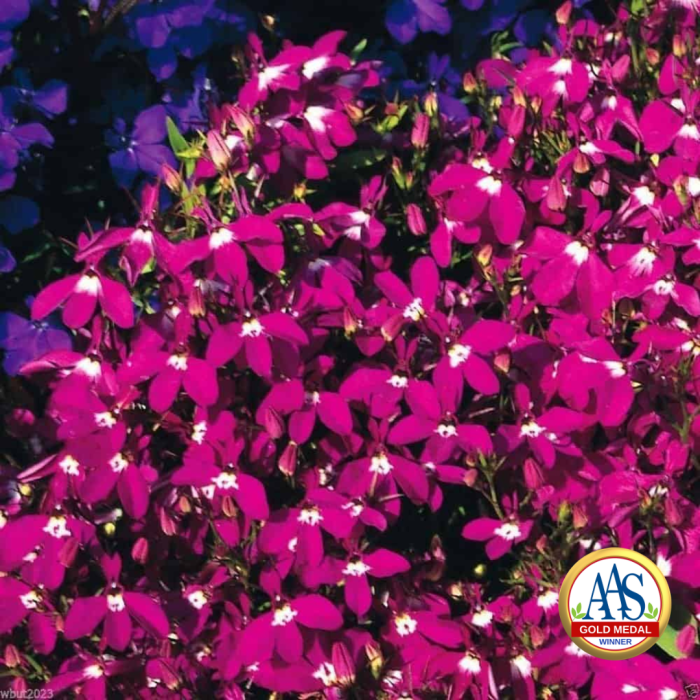 Lobelia Rosamond from Outside Pride - AAS Winner 1940