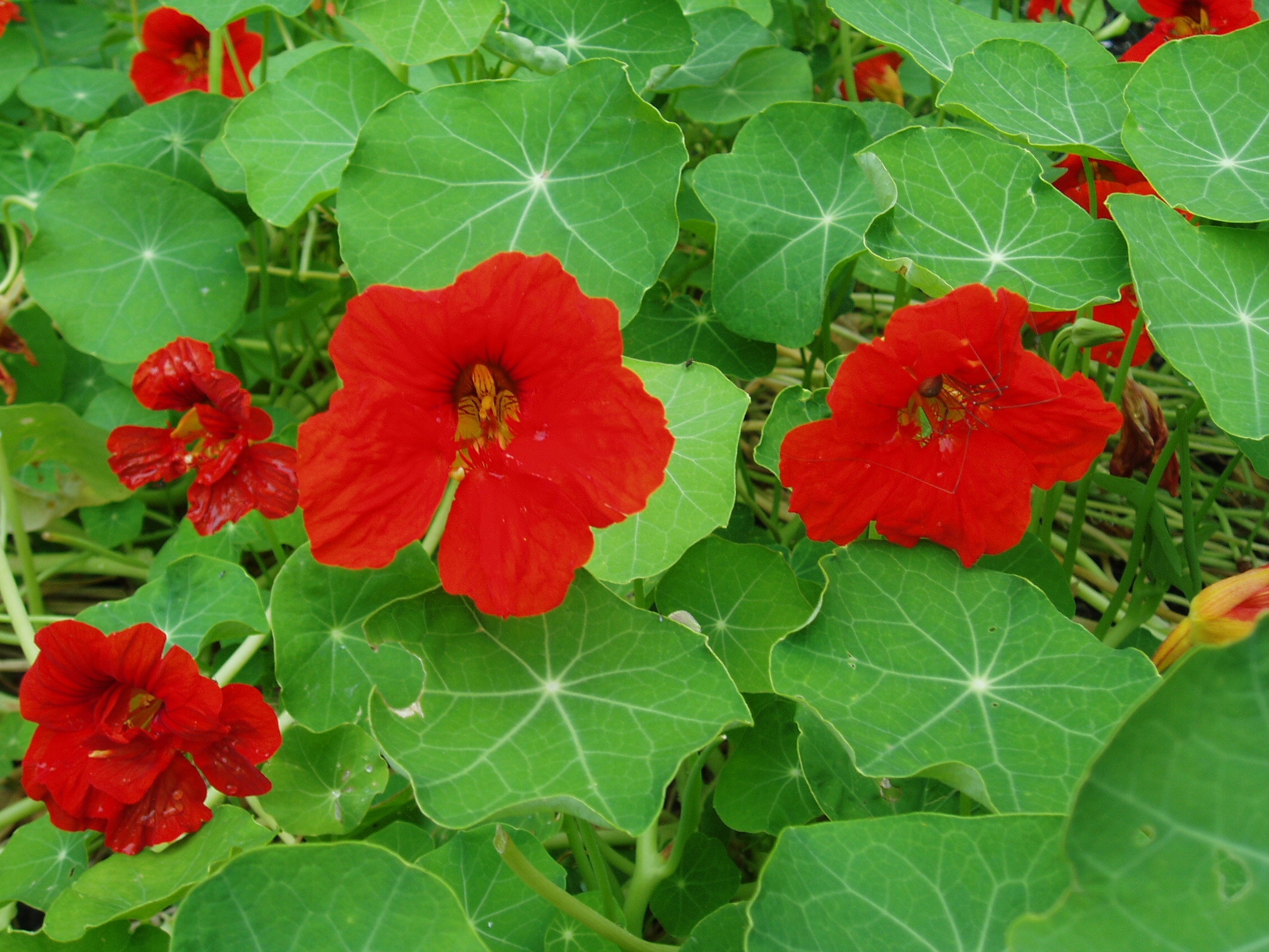 Nasturtium Scarlet Gleam