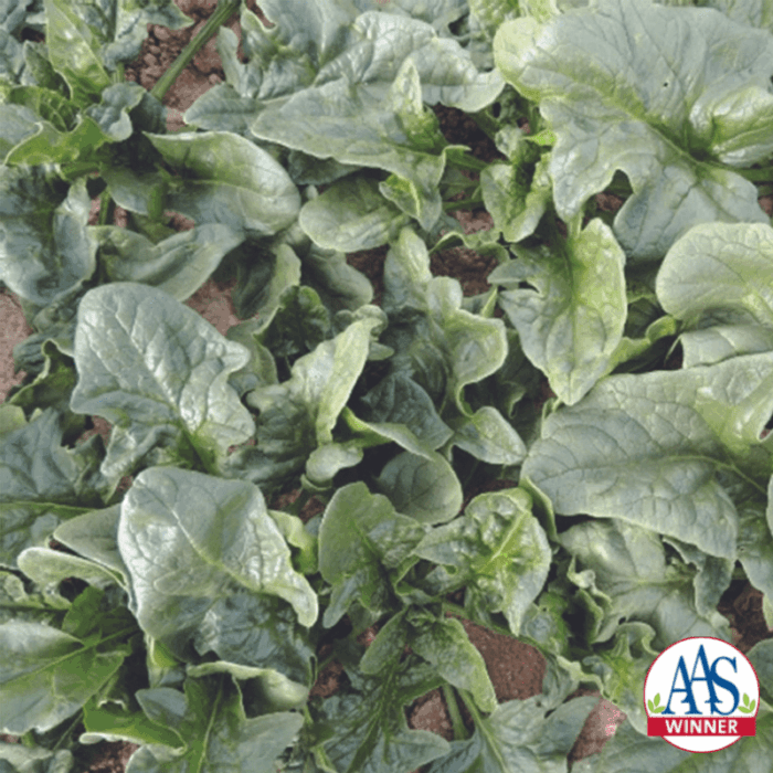 Spinach Bloomsdale No. 5 - All-America Selections