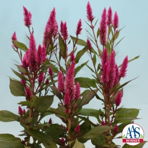 In the garden, Asian Garden Celosia continued to bloom on sturdy stems, keeping the bright pink color all summer long, holding up even through some of the first frosts of the season.
