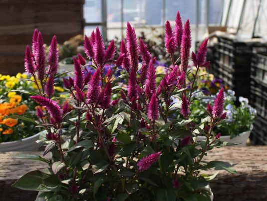 Celosia Asian Garden AAS Flower Award Winner This spiked beauty claimed victory in North America’s trial sites to become the first ever AAS Winner from Japanese breeding company Murakami Seed.