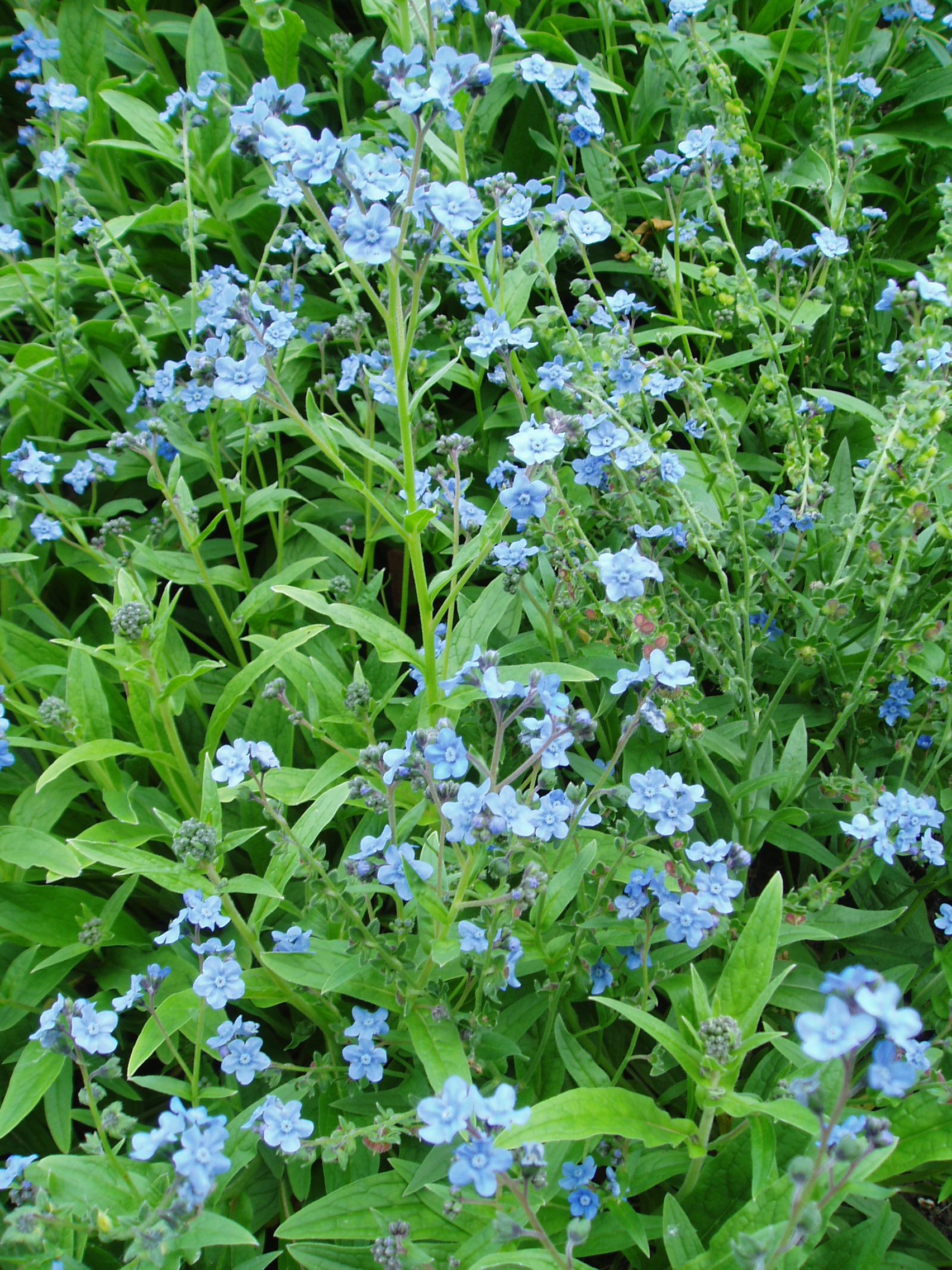 Cynoglossum Firmament