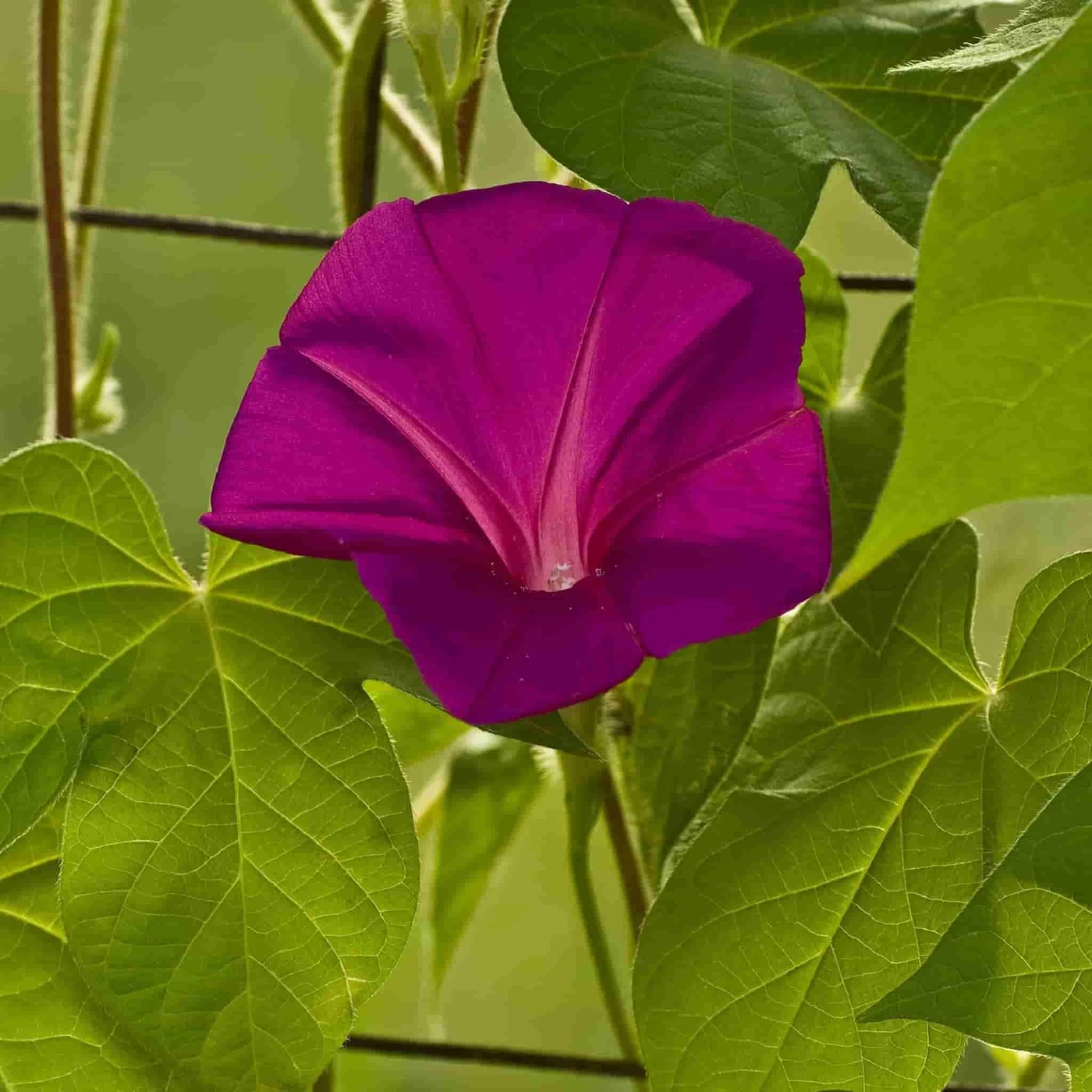 Morning Glory Scarlett O'Hara