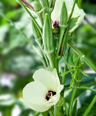 Okra Clemson Spineless