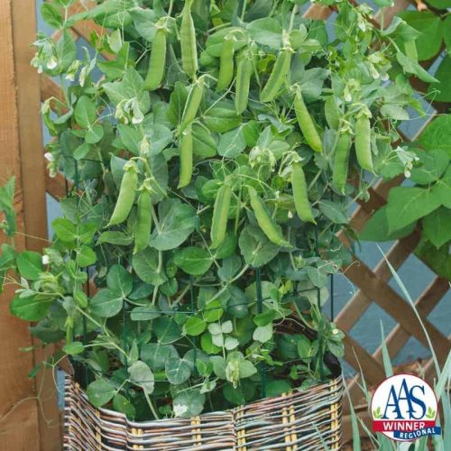 Pea Patio Pride - This compact beauty produces sweet, uniform pods that are very tender when harvested early. With only 40 days needed to maturity