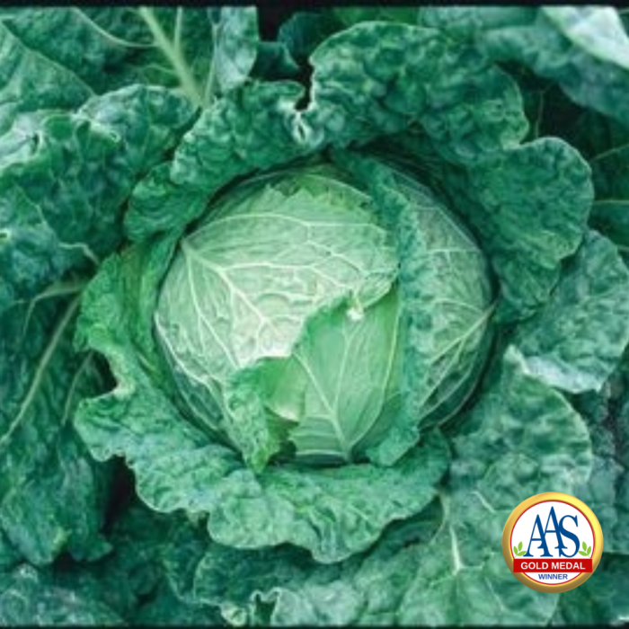 Cabbage Savoy King AAS Gold Medal Winner