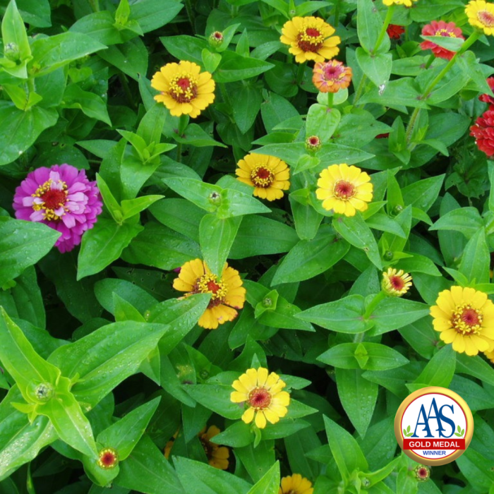 Zinnia Thumbelina AAS Gold Medal Winner