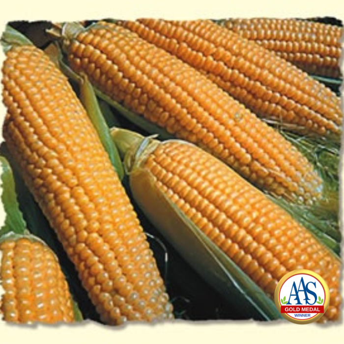 Corn Sweet Iochief