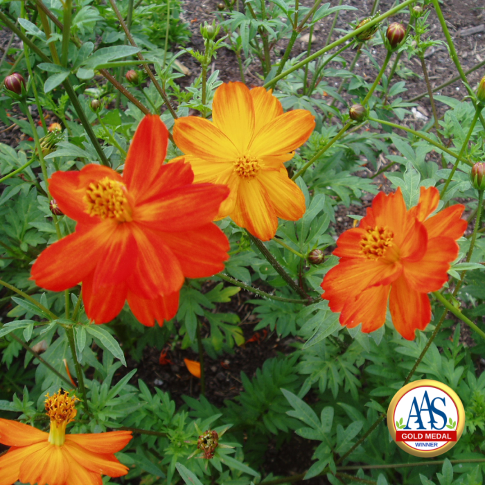 Cosmos Sunset AAS Gold Medal Winner