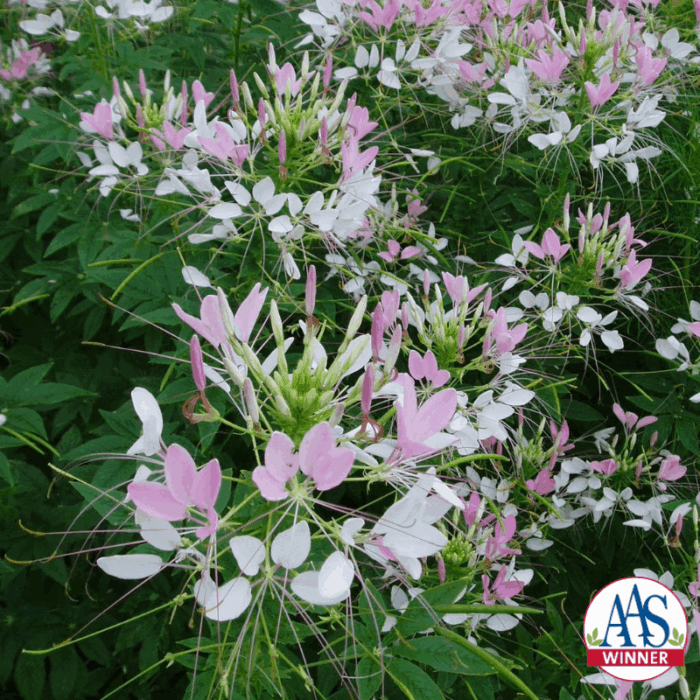 Cleome Pink Queen - AAS Winner