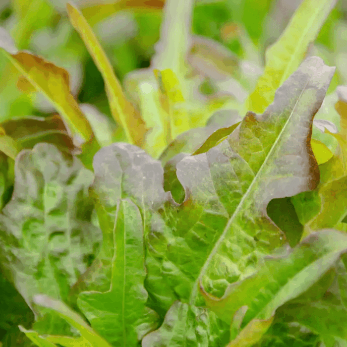 Lettuce Bronze Beauty from AP Whaley - AAS Winner - 1947
