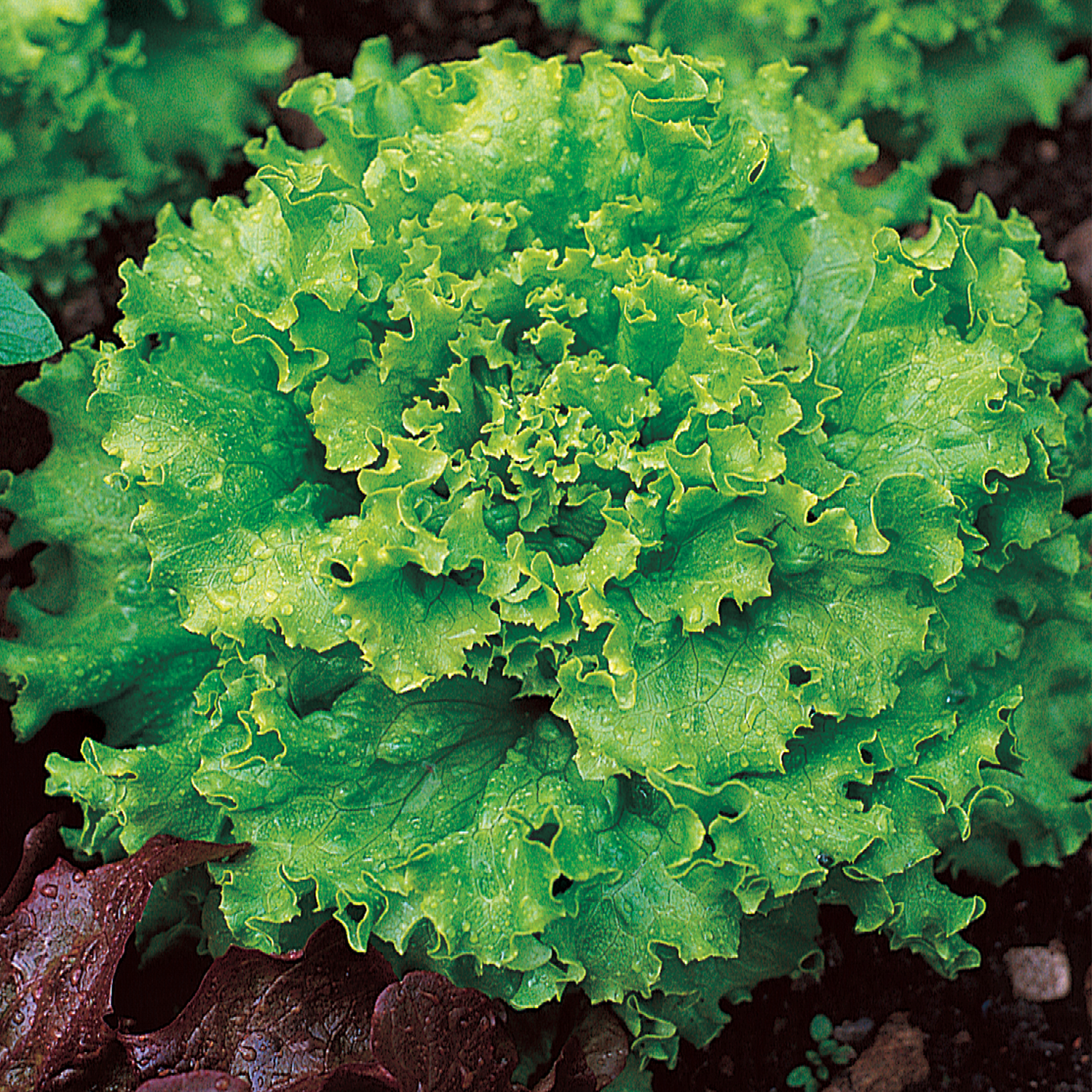 Lettuce Great Lakes