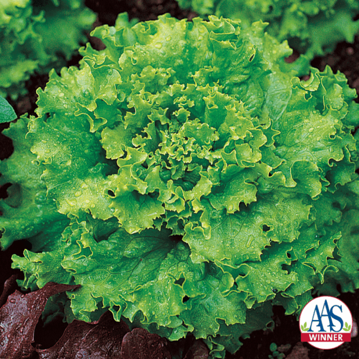 Lettuce_Great_Lakes