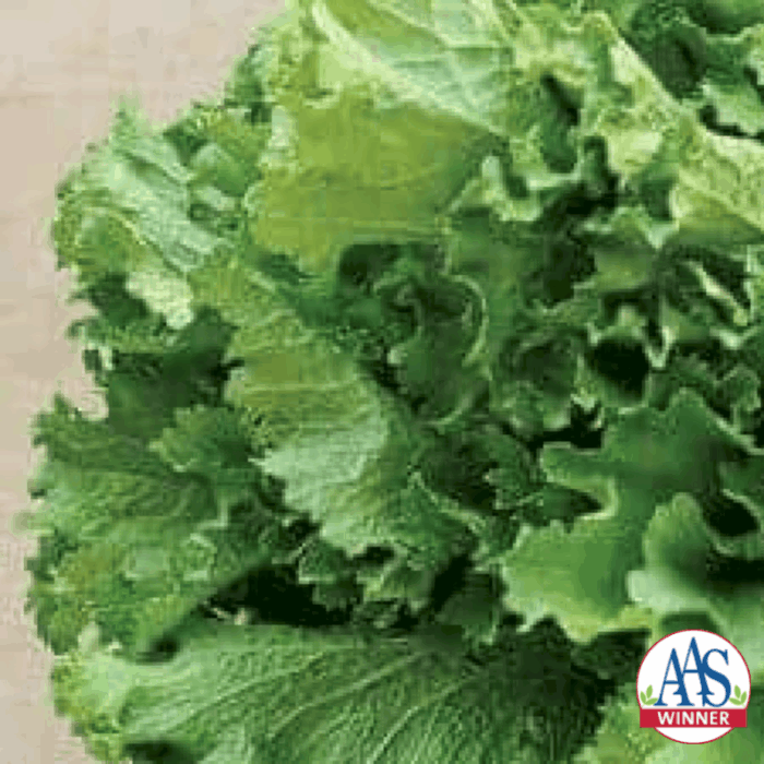 Mustard Green Wave - AAS Edible-Vegetable Winner