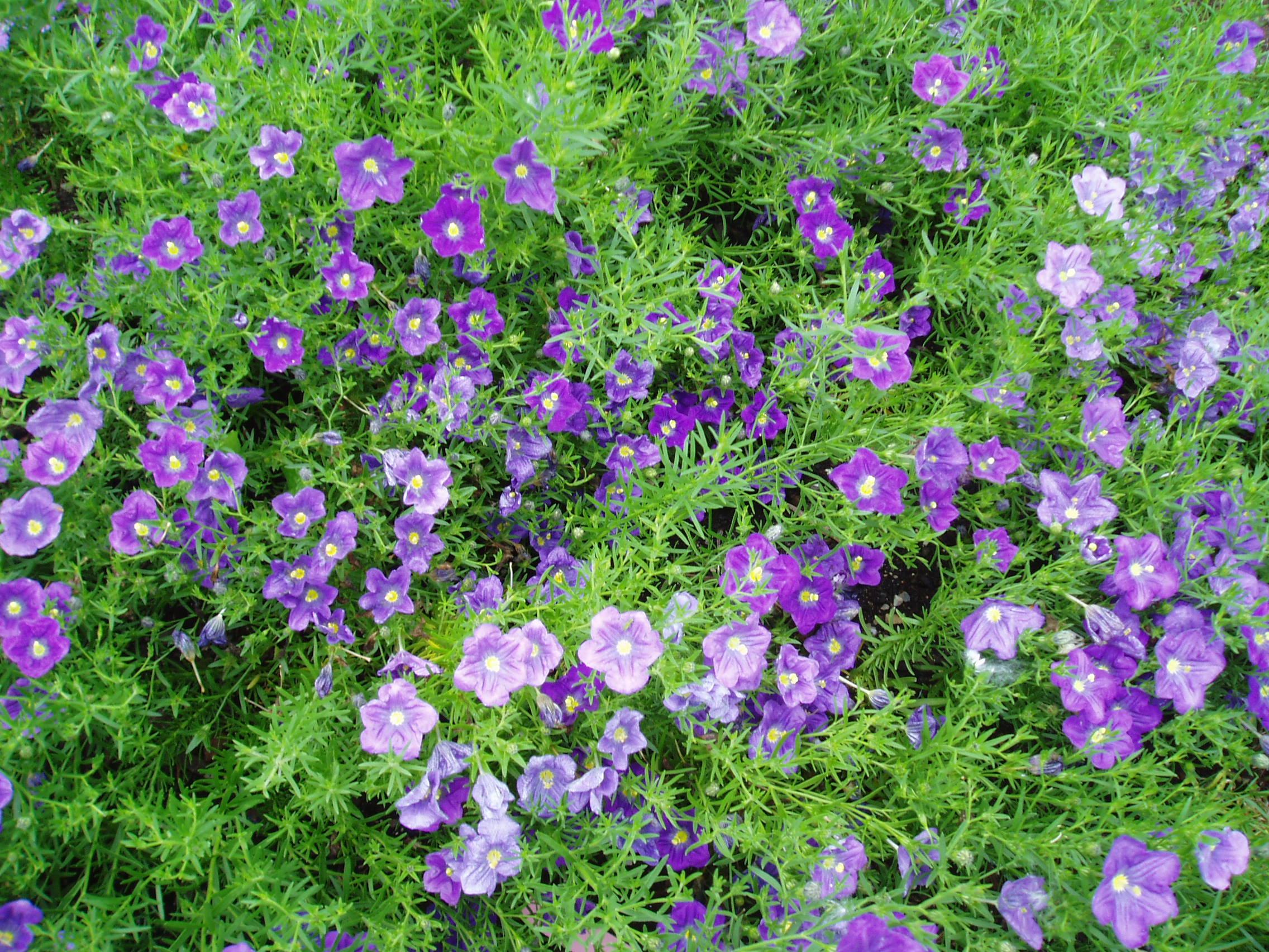 Nierembergia Purple Rose