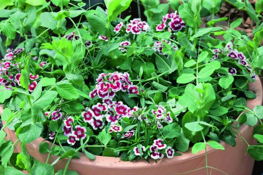 Pea Patio Pride AAS Winner - This compact beauty produces sweet, uniform pods that are very tender when harvested early. With only 40 days needed to maturity, Patio Pride can be one of your first spring harvests, or one of the last fall harvests from your Southeastern garden!