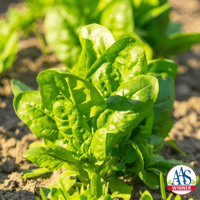 Spinach America - AAS Edible Winner