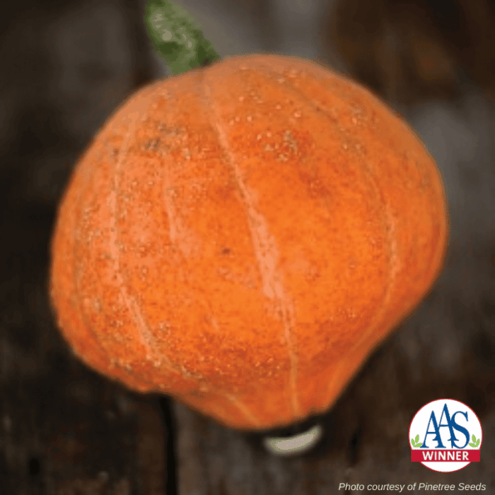 Squash Gold Nugget from Pinetree Seeds