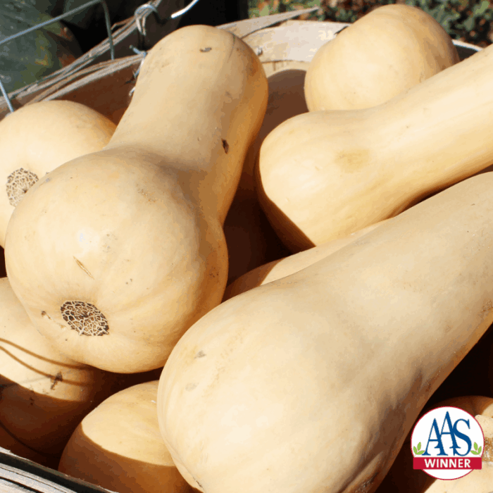 Squash_Waltham_Butternut