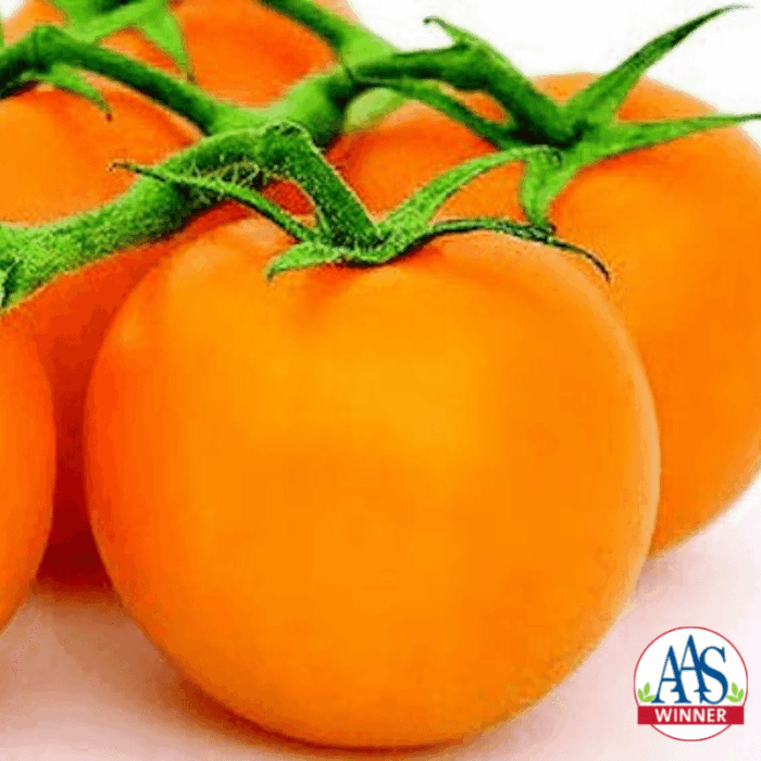 Tomato Jubilee - AAS Winner