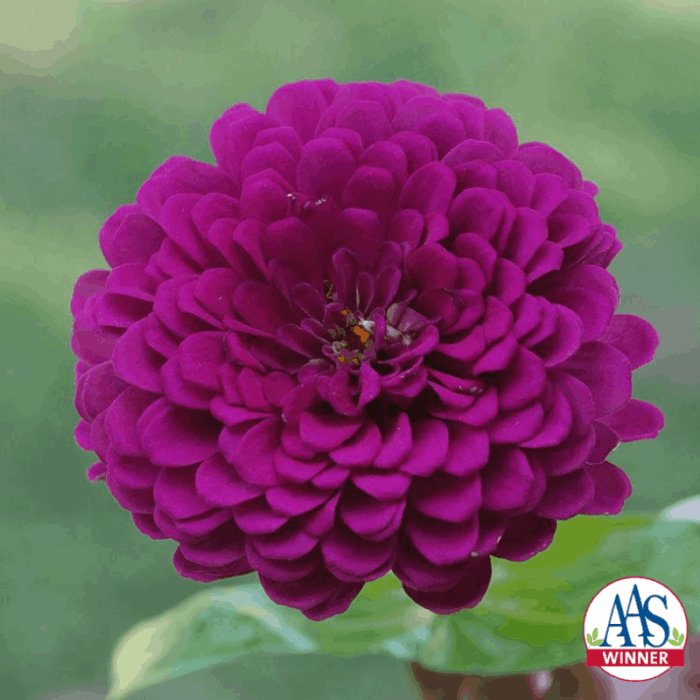 Zinnia Royal Purple - AAS WInner
