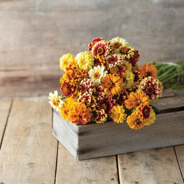 Zinnia Persian Carpet from Johnny's Seed