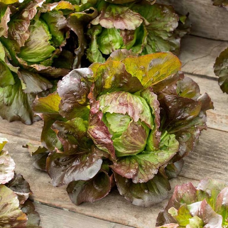 Lettuce Ruby - AAS Winner - from Eden Brothers