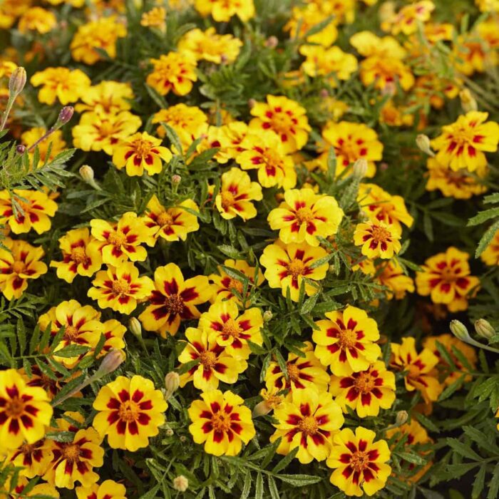Marigold Naughty Marietta