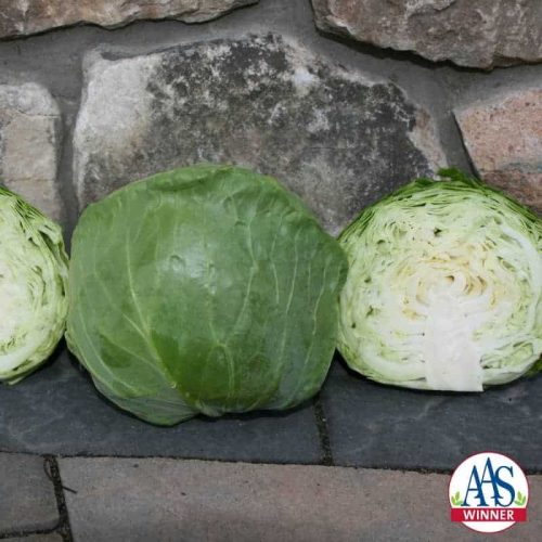 Katarina Cabbage has a perfect smaller head size (4”) and shape to be grown successfully in containers on patios, decks or in-ground beds, possibly as an ornamental/edible border.