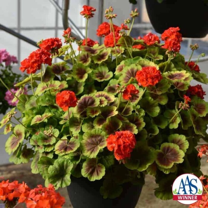 Geranium Brocade Fire