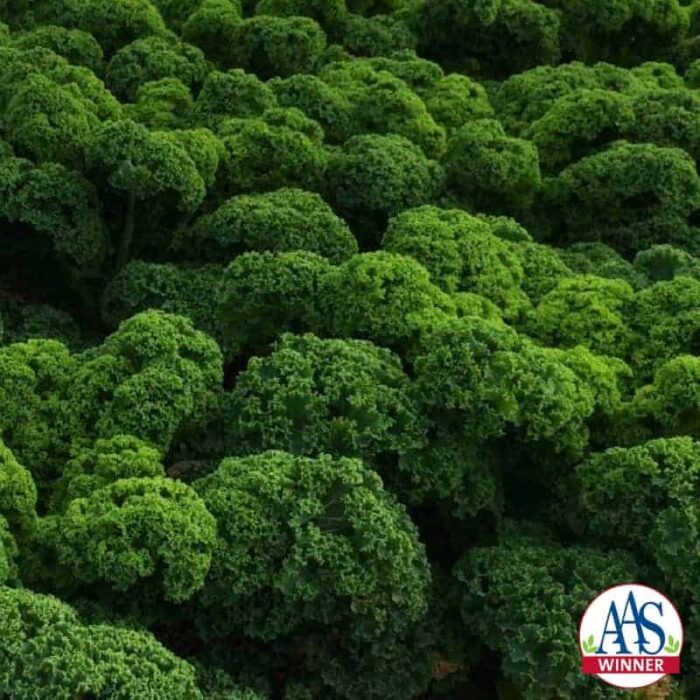 Kale Prizm, AAS Winner - When grown, Prizm produces attractive short, tight ruffle-edged leaves that are content to be grown in containers as well as in-ground beds.