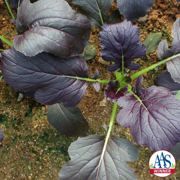 Mizuna Red Kingdom - All-America Selections has never had a mizuna (Japanese mustard) as a winner, much less a beautifully colored variety.