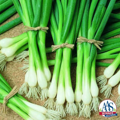 Onion Bunching Warrior grows quickly and thus matures early, producing a very uniform crop of slender, crisp onion stalks that are easy to harvest and clean.