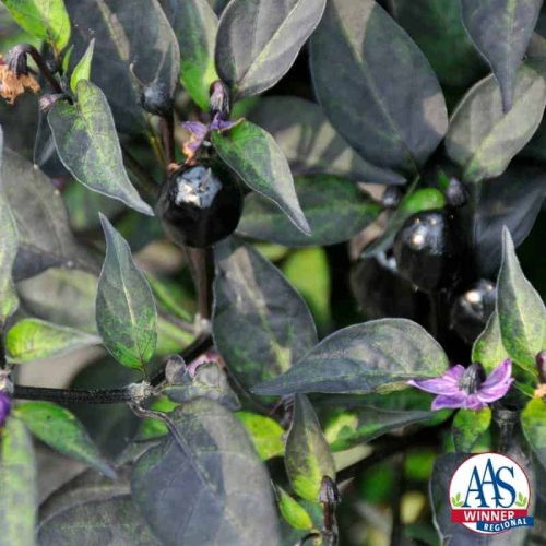 Ornamental Pepper Black Hawk F1 2016 AAS Flower Award Winner If you are looking for a plant with adorable little ornamental peppers that start off black and change to a beautiful, head-turning red, you'll be over the moon for our newest AAS regional ornamental pepper winner, Black Hawk" F1.