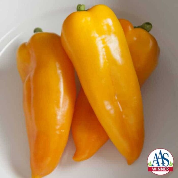 Pepper Cornito Giallo F1 2016 AAS Vegetable Award Winner “DOUBLE YUM” was one judge’s response to our new AAS Winner Cornito Giallo F1 pepper, “The flavor on this one is totally a winner!”