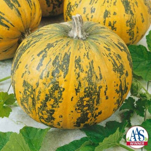 Pepitas Pumpkin - The newest All-America Selections award winning pumpkin, Pepitas, is a winner in both the decorative and culinary arenas.