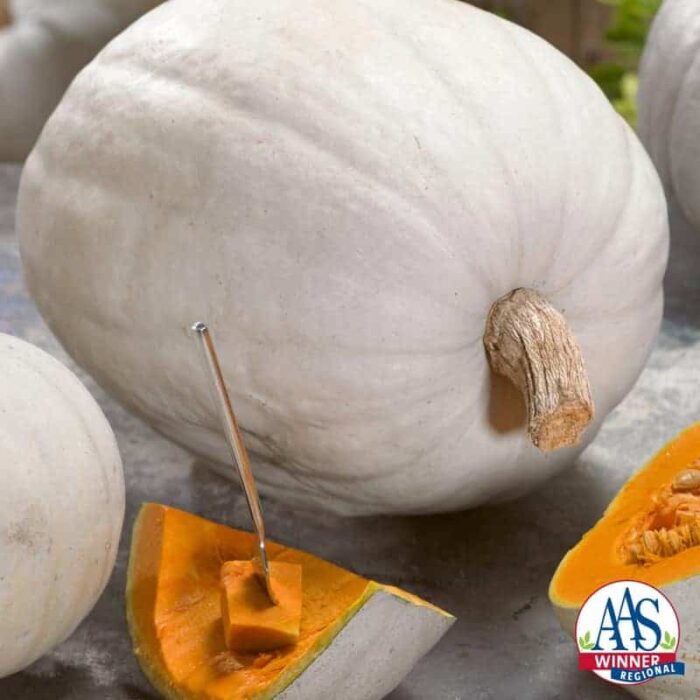Love the look of white pumpkins for your fall holiday décor? Then you will love our first-ever white pumpkin AAS Regional Winner Super Moon F1.