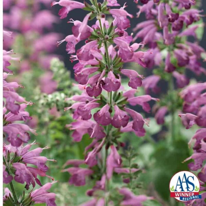 The unique flower color of dusty lavender purple is a delight in the garden and flower containers as well as a major attractor of pollinators including bees, butterflies, and hummingbirds.