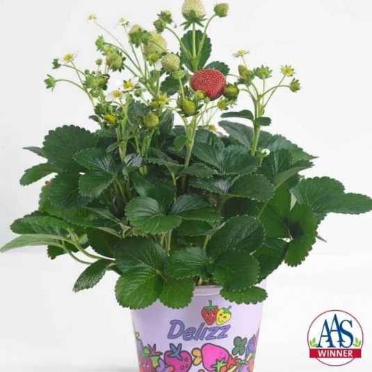 These vigorous strawberry plants are easy to grow, from seed or transplant, and produce an abundant harvest throughout the growing season.