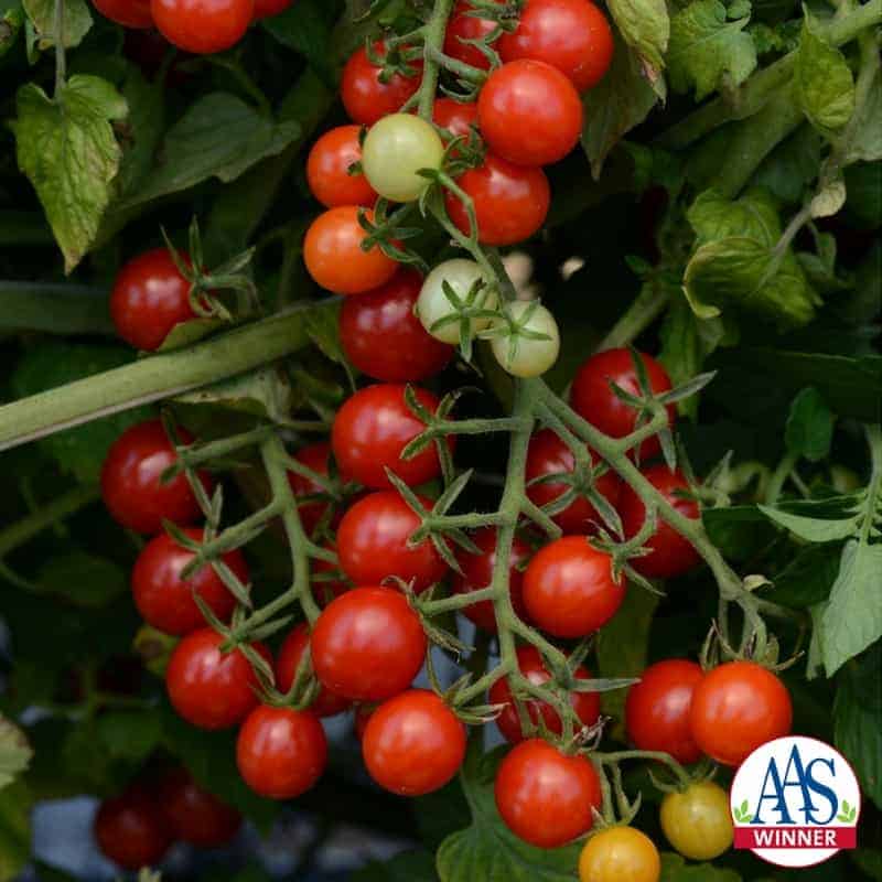 Tomato Candyland Red - 2016 AAS Winner