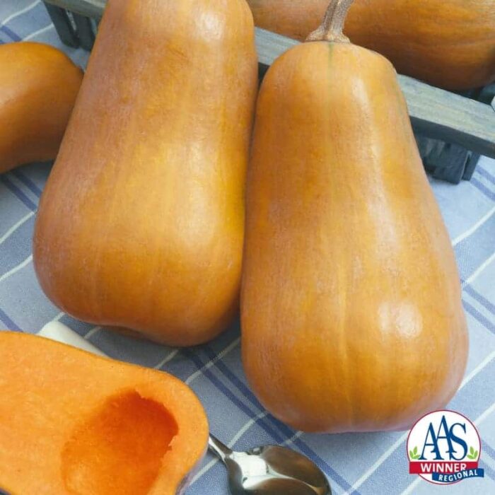 Honeybaby Squash