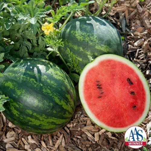 Mini Love Watermelon - This personal-sized Asian watermelon is perfect for smaller families and smaller gardens. Shorter vines (3-4’) still produce up to six fruits per plant and can be grown in smaller spaces.