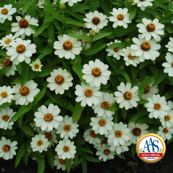 Zinnia Profusion White (Gold Medal) - 2001 AAS FlowerWinner Profusion White captured the AAS Gold Medal as a breeding breakthrough due to the ease of growing and length of the flowering season.