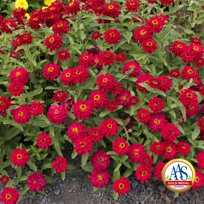 Zinnia Profusion Cherry (Gold Medal) - 1999 AAS Flower Winner - Single cherry rose blooms are borne just above the dark green foliage.