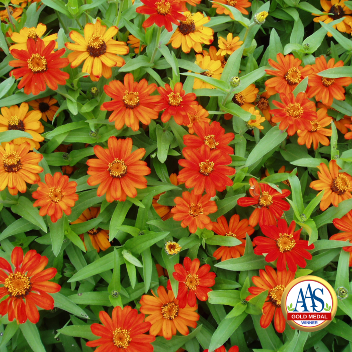 Zinnia Profusion Orange (Gold Medal) - 1999 AAS Flower Winner - Single orange blossoms are borne on these plant